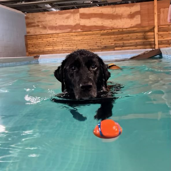 Dog swimming at dogswimvancouver