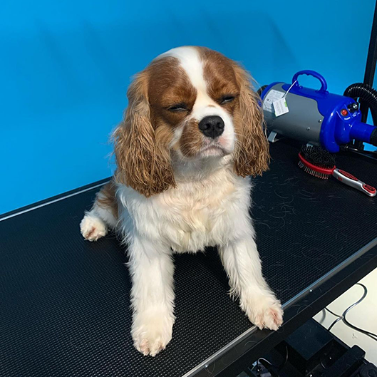 Dog being groomed at dog swim vancouver